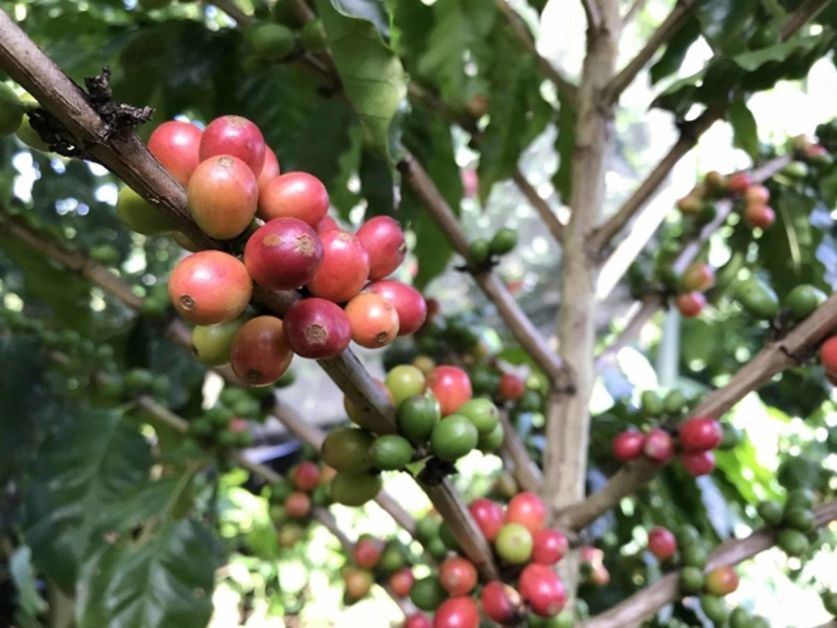 Vila Matayoshi Coffee Farm Higashi Exteriér fotografie