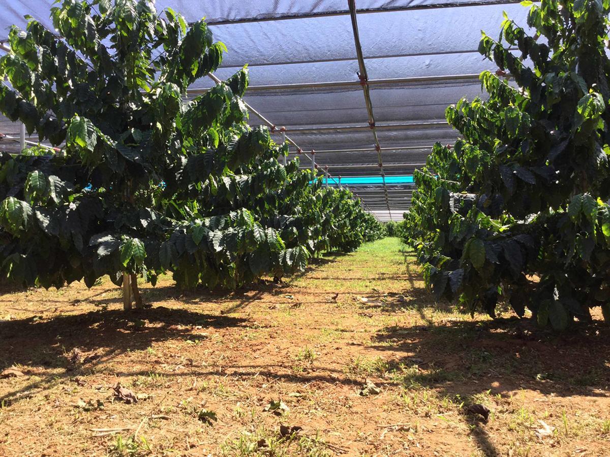 Vila Matayoshi Coffee Farm Higashi Exteriér fotografie